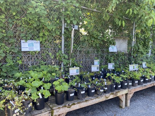 Portland Nursery by null