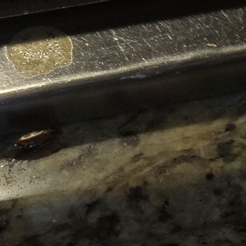 Teppanyaki Grill and Buffet - Same cockroach - Buffets Near Me - El Paso, Texas Teppanyaki Grill and Buffet - Same cockroach - Buffets Near Me - El Paso, Texas
