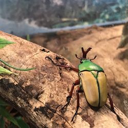 ABQ BioPark Botanic Garden