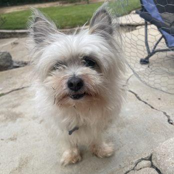 Daneen's In Home Grooming - BEFORE - Pet Groomers Near Me