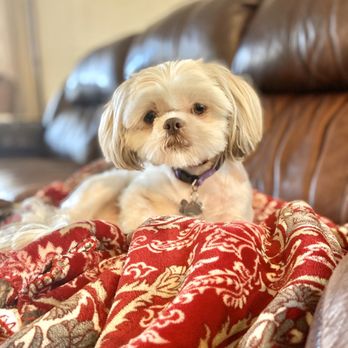 Fancy Dog Mobile Pet Grooming - Pet Groomers Near Me Fancy Dog Mobile Pet Grooming - Pet Groomers Near Me