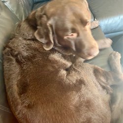 Chesapeake Pet Grooming