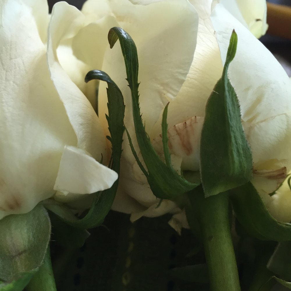 Bergner and Johnson Design - Florists Near Me - Houston, Texas