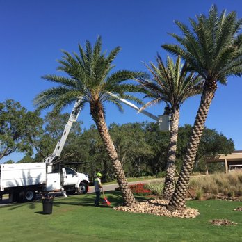Advance Tree Pros - Tree Services Near Me - Orlando, Florida