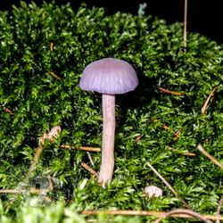 Flora Funga Farms - Laccaria amethystina -- The Amethyst Deceiver.