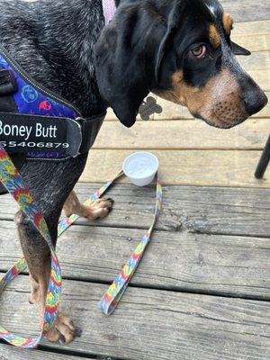 Fox & Hounds by null