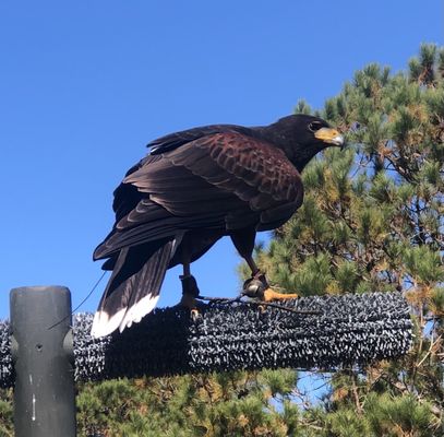 The Avian Conservation Center & Center for Birds of Prey by null