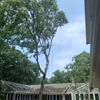 Legacy Ecological - Zero impact,  technical removal of a large oak over a home,  deck and swimming pool.  (I did get a few leaves in the pool,  sorry) - Tree Services Near Me