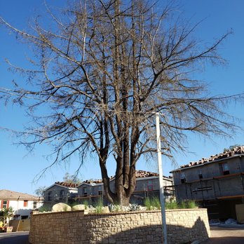Pinnacle at Wood Ranch - Large apparently dead tree.   :-( - Real Estate Agents Near Me - Simi Valley, California