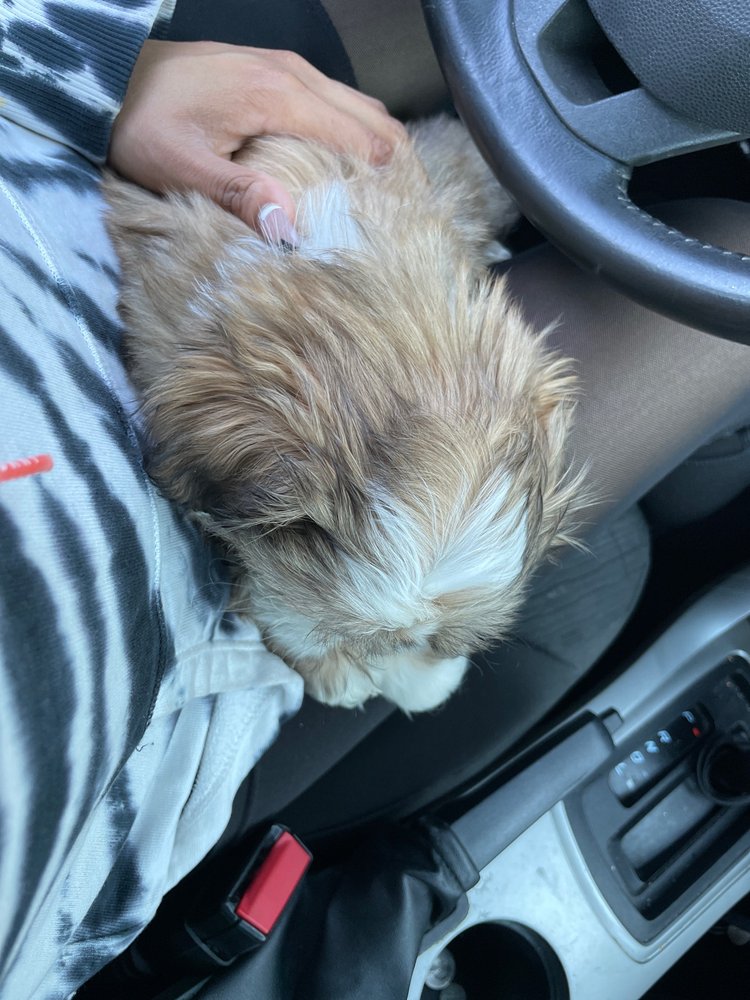 Animal Hospital In Newport News Va at Pauline Oleary blog