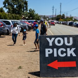 U Pick Orchards - U Pick Orchards Ranch 4 - Gilroy, CA