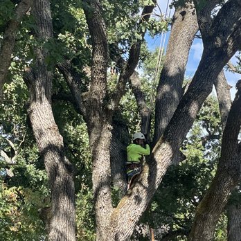 New Life Tree Care - Tree Services Near Me New Life Tree Care - Tree Services Near Me