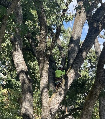 Tree Trimming with our skilled arborist - Our experienced team of highly-trained and skilled tree workers have decades of shared experience trimming and caring for trees, and have the right training, tools, and know-how to tackle any tree problem you call us with. Our skilled arborists don't just trim trees; they cultivate legacies. With holistic approaches tailored to the Bay Area's ecosystem, we're your partners in sustaining lush landscapes. Tree Trimming with our skilled arborist - Our experienced team of highly-trained and skilled tree workers have decades of shared experience trimming and caring for trees, and have the right training, tools, and know-how to tackle any tree problem you call us with. Our skilled arborists don't just trim trees; they cultivate legacies. With holistic approaches tailored to the Bay Area's ecosystem, we're your partners in sustaining lush landscapes.