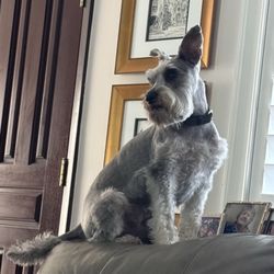 Abba Petshop & Grooming Salon - Riley