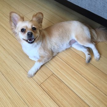 Doggie Style Pets - Mimi with her short summer hairdo! - Pet Stores Near Me - Philadelphia, Pennsylvania