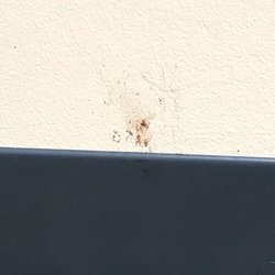 Atlantic Animal Hospital - Port Orange - Blood on wall of exam room.