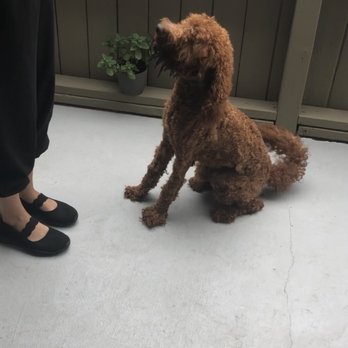 PetSmart Dog Training - Head and tale were not even touched - Pet Training Near Me - Oceanside, California