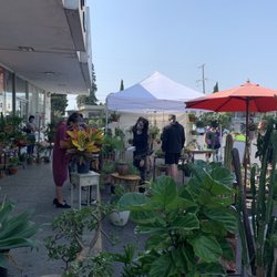 Free Oakland UP - I wanted the fiddle!! They had a bunch of other gorgeous plants. Next time, worth going early to write name in sign-up sheet!