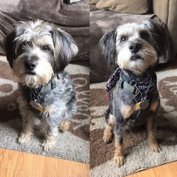 mobile pet care near me