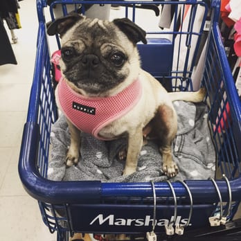 Marshalls - They're pug friendly! - Department Stores Near Me - Chicago, Illinois