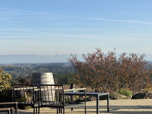 Terra Vina Wines Vineyard by null