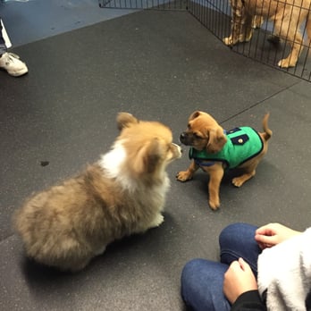 Paws4Training - She does a great job at making sure the small pups get safe area for play time too! :) - Pet Training Near Me - Seattle, Washington