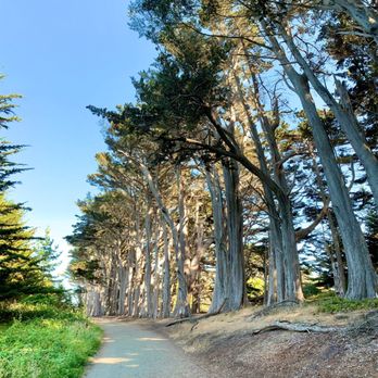 Seal Cove Cypress Tree Tunnel - The trail where dogs are allowed. - Hiking Near Me - Moss Beach, California Seal Cove Cypress Tree Tunnel - The trail where dogs are allowed. - Hiking Near Me - Moss Beach, California