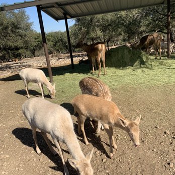 Natural Bridge Wildlife Ranch - Animals and feeding area with shelter. View from a car. - Ranches Near Me - San Antonio, Texas Natural Bridge Wildlife Ranch - Animals and feeding area with shelter. View from a car. - Ranches Near Me - San Antonio, Texas
