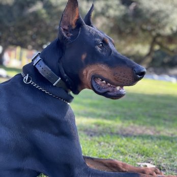 Elevated Canine Academy - Max the Doberman Pinscher. Make sure you follow him on Instagram maxx_dobermann - Pet Training Near Me Elevated Canine Academy - Max the Doberman Pinscher. Make sure you follow him on Instagram maxx_dobermann - Pet Training Near Me