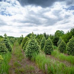 May Tree Farm - Enjoy a long-honored family tradition!