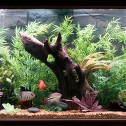 Austin Aquascapes LLC - South American Cichlid Aquarium