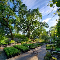 California Flora Nursery - Spring in the nursery.