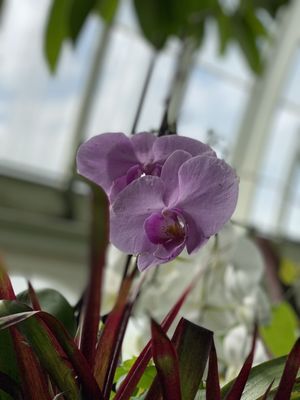 Phipps Conservatory and Botanical Gardens by null