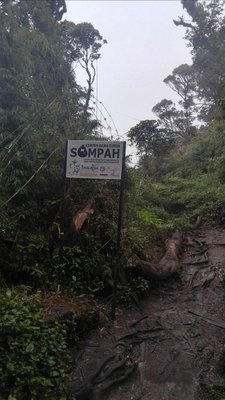 Mossy Forest by null