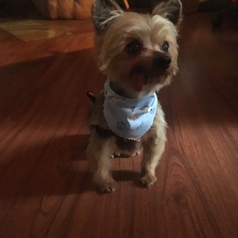 Michelle's Dog Grooming - Pet Services Near Me - Claremont, California
