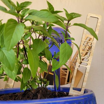 Armstrong Garden Centers - Thai basil! - Nurseries & Gardening Near Me - El Cajon, California
