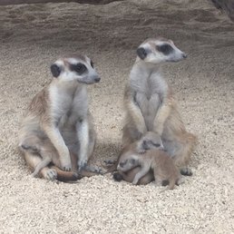 Meerkats with their 1 week old babies Meerkats with their 1 week old babies