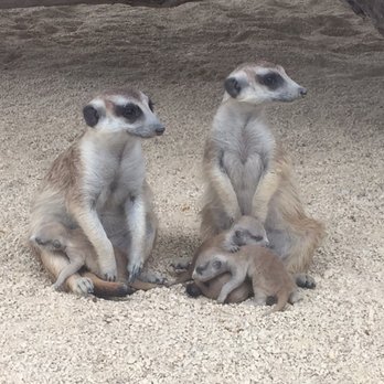 The Hunter Valley Zoo - Meerkats with their 1 week old babies - Zoos Near Me - Cessnock, NSW The Hunter Valley Zoo - Meerkats with their 1 week old babies - Zoos Near Me - Cessnock, NSW