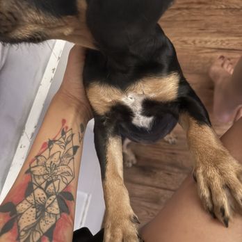 911 Vet Care - First day I found her - Veterinarians Near Me - Lancaster, California