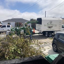Bay Area Tree Pro vehicles, while job is being completed. Bay Area Tree Pro vehicles, while job is being completed.