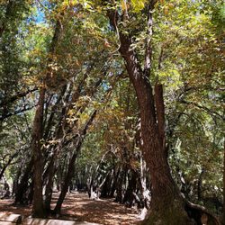 Miwok Park - Trees are so beautiful