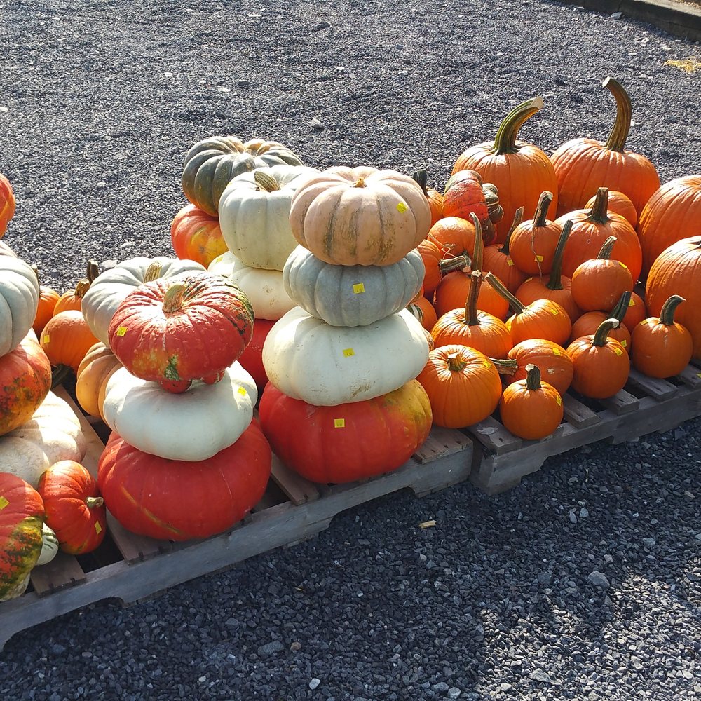 Brandywine Kitchen - Beautiful pumpkins and priced as low as .75 cents - Farmers Market Near Me - Honey Brook, Pennsylvania Brandywine Kitchen - Beautiful pumpkins and priced as low as .75 cents - Farmers Market Near Me - Honey Brook, Pennsylvania