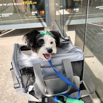 Bark Avenue Grooming - Luna looking clean & cute! - Pet Groomers Near Me - New York, New York