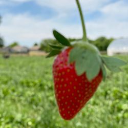 Joe’s Farm