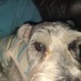 Photo of Hot Diggity Dog Grooming