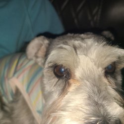 Hot Diggity Dog Grooming - Her whole face & body was completely choppy & uneven she also had a nail ripped out but wouldn't allow us to touch her paw for a picture.