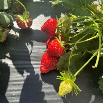 Page Farms - Fruits & Veggies Near Me - Raleigh, North Carolina Page Farms - Fruits & Veggies Near Me - Raleigh, North Carolina