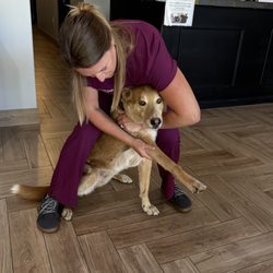 Champion Chiropractic - Humerus