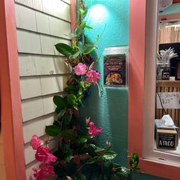 pink flowers growing on the side of a building