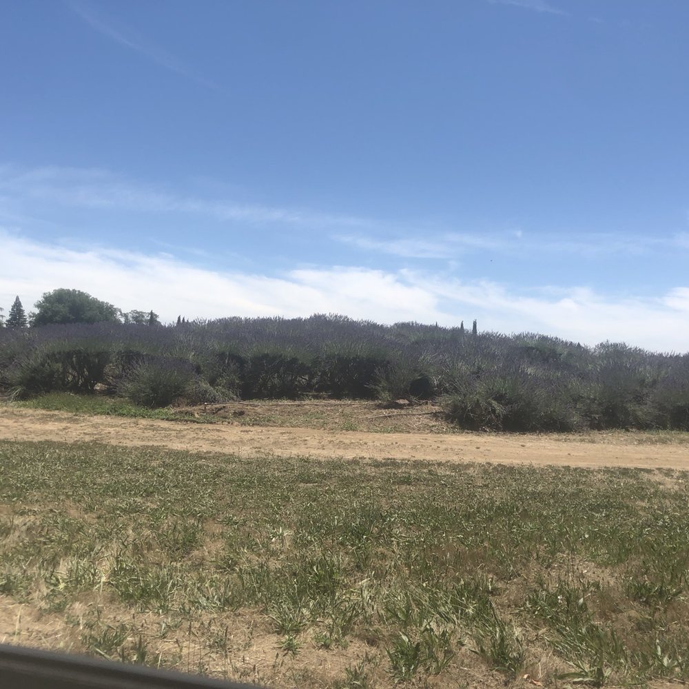 Lavender Ranch - Cosmetics & Beauty Supply Near Me - Biggs, California Lavender Ranch - Cosmetics & Beauty Supply Near Me - Biggs, California